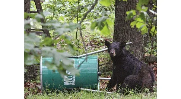 wireready_05-24-2025-11-02-04_00345_bearwithcan