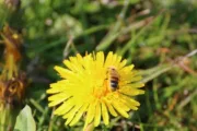 wireready_06-03-2025-10-30-06_00007_pollinators