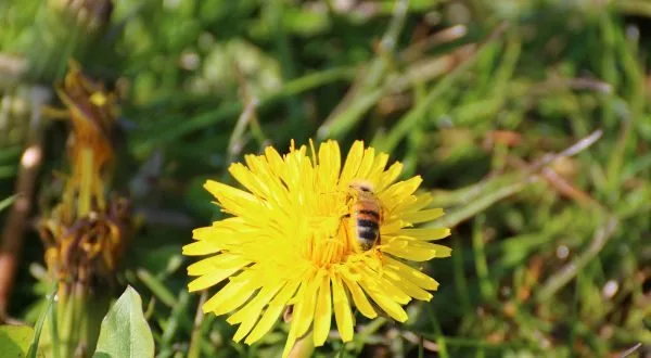 wireready_06-03-2025-10-30-06_00007_pollinators