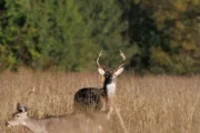 wireready_06-08-2025-10-32-04_00640_deerpermit
