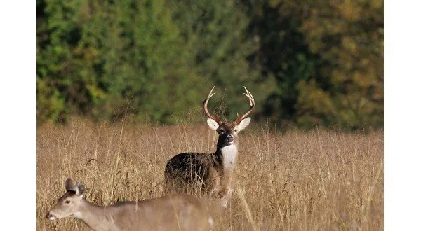 wireready_06-08-2025-10-32-04_00640_deerpermit