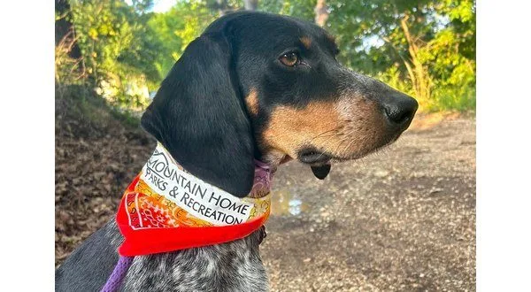 wireready_06-13-2025-10-24-04_00864_houndhikebandana