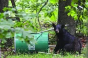 wireready_06-30-2025-10-12-10_01285_feederbear