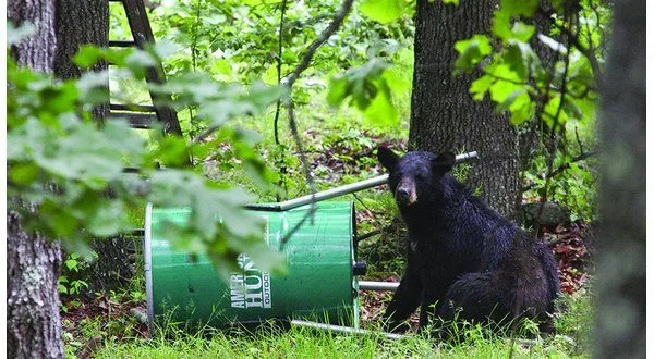 wireready_06-30-2025-10-12-10_01285_feederbear