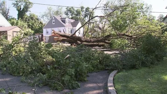 tree-down-nj-ht-jt-250704_1751636997747_hpmain_16x97107