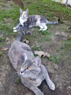 20241002_1438040-cats-47