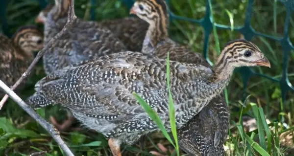 guinea-keets-4