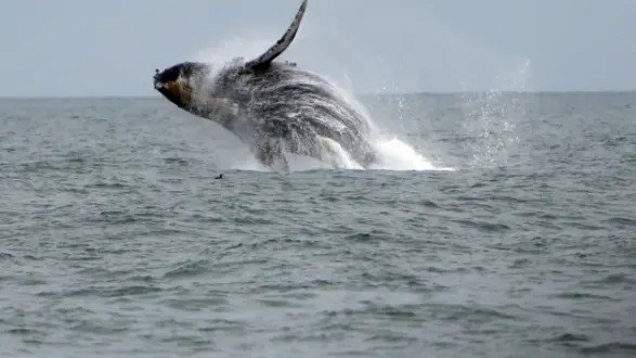 getty_whale_72125661723