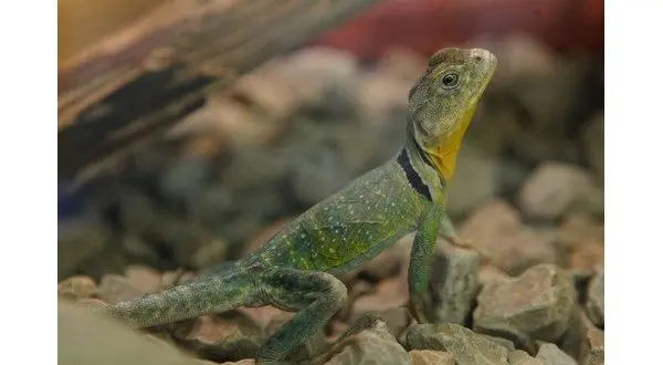 iguana