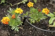 wireready_08-17-2025-10-02-04_02433_wateringgarden