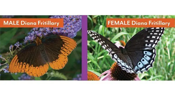 wireready_08-24-2025-10-00-27_01717_arstatebutterfly