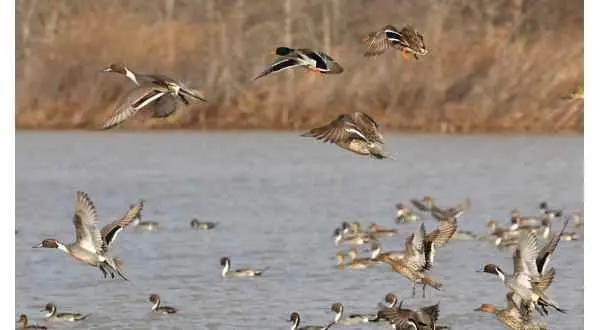 wireready_08-24-2025-10-04-04_01722_waterfowlagfc