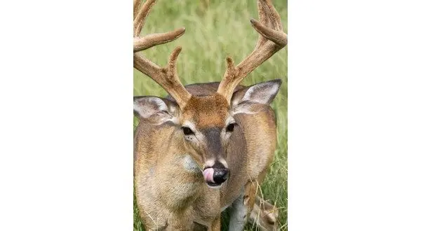 wireready_08-29-2025-09-36-03_01873_deer082725