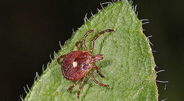 Red meat allergy from tick bites on the rise; doubles since 2004