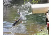 wireready_09-09-2025-23-08-05_02915_catfish