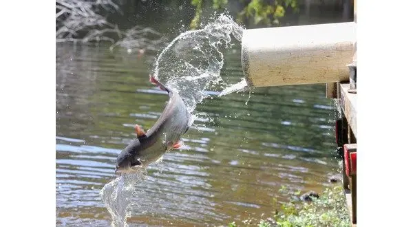 wireready_09-09-2025-23-08-05_02915_catfish