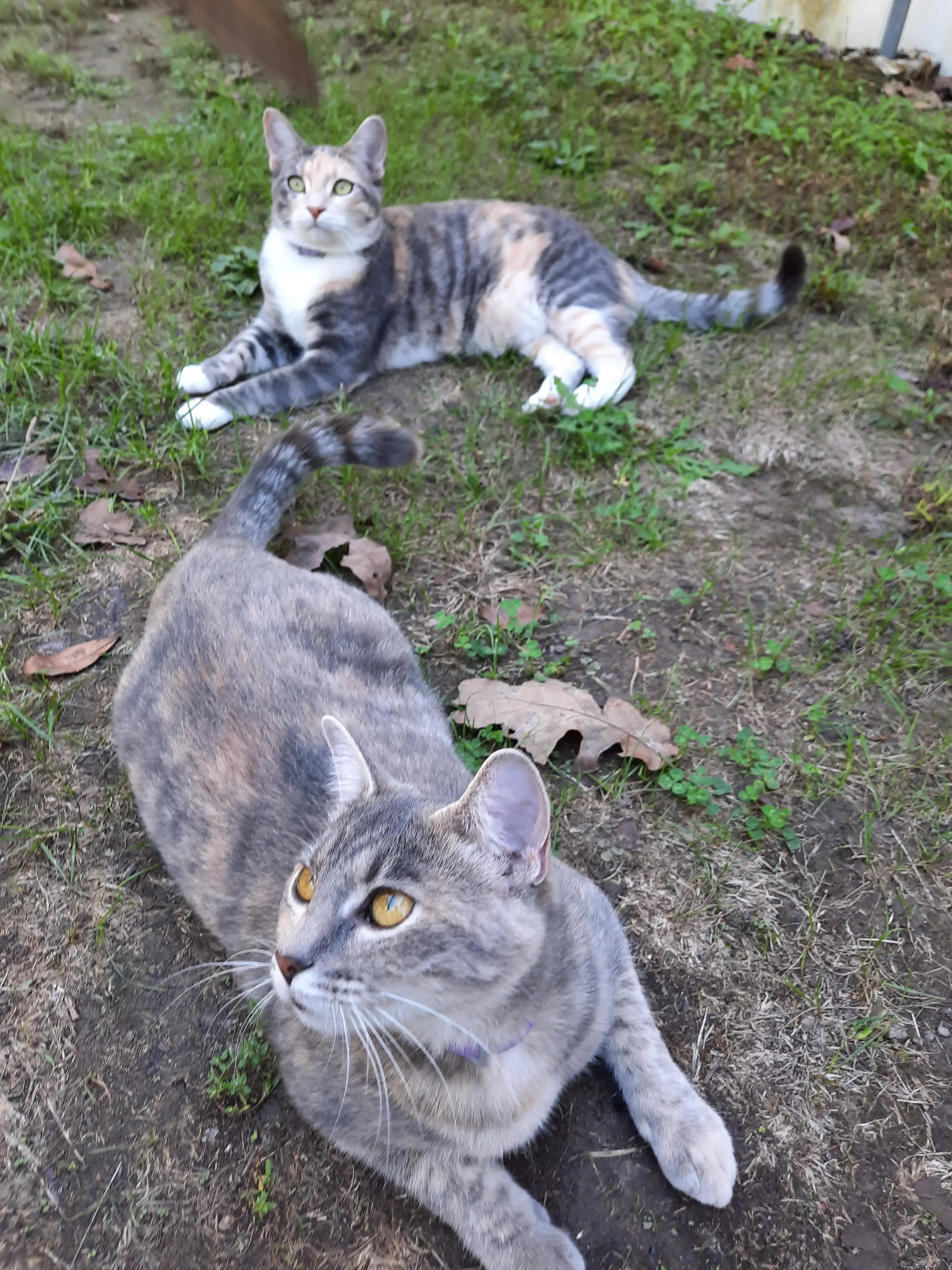 20241002_1438040-cats-62