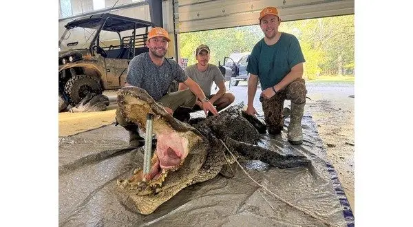 wireready_09-24-2025-09-36-04_03365_alligator092325