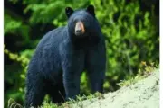 wireready_10-03-2025-14-22-04_03565_bear99920