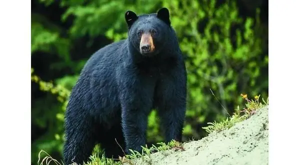 wireready_10-07-2025-10-22-03_03658_bear32721