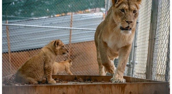 Six rescued African lions find new home at Turpentine Creek Wildlife ...