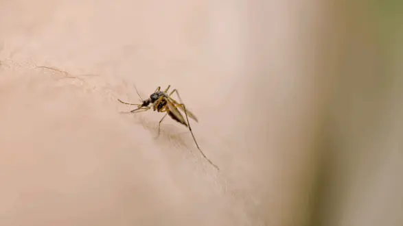 getty_mosquito_102725452335