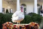 wireready_11-21-2025-11-40-44_04800_turkeypardonnarional