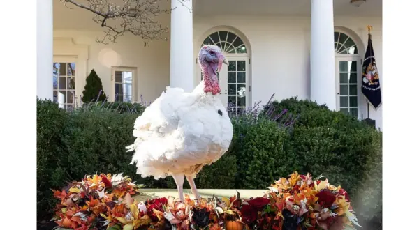 wireready_11-21-2025-11-40-44_04800_turkeypardonnarional