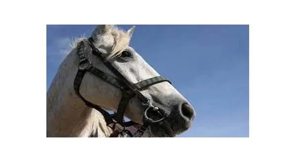 wireready_12-03-2025-11-21-28_05041_horse2