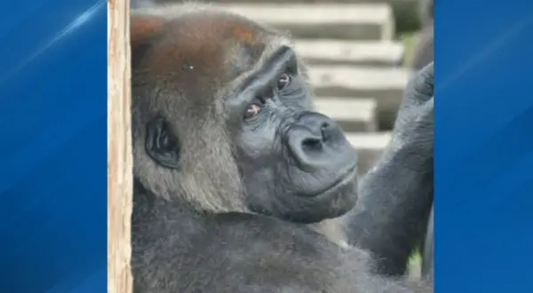 wireready_02-09-2026-12-30-13_05299_gorillalrzoo