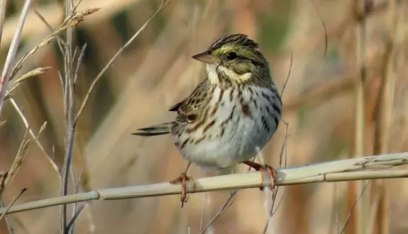 wireready_02-14-2026-11-10-05_06547_agfcstoneprarie