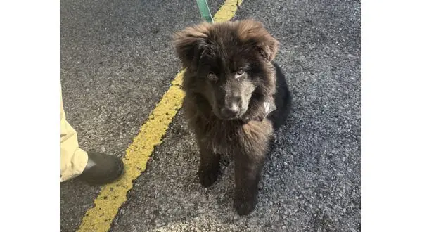 wireready_02-17-2026-11-30-38_06615_kairos1