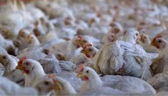 wireready_02-17-2026-12-40-05_05341_chickens