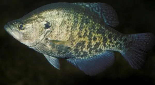 wireready_02-25-2026-18-40-06_05390_crappiefish