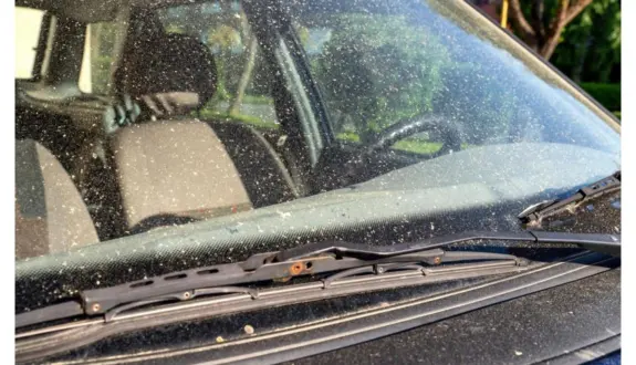 wireready_03-11-2026-11-50-13_00080_pollenstock