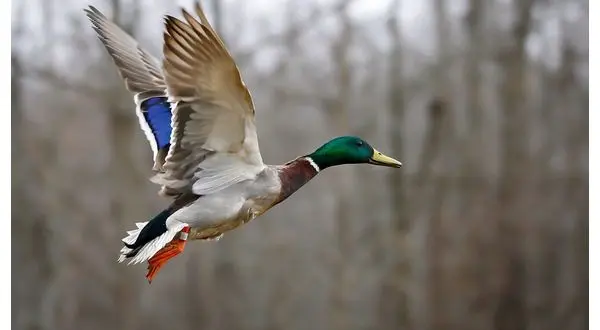 wireready_03-16-2026-13-50-06_05354_agfcduck