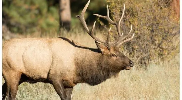 wireready_03-18-2026-14-30-07_00228_elk2