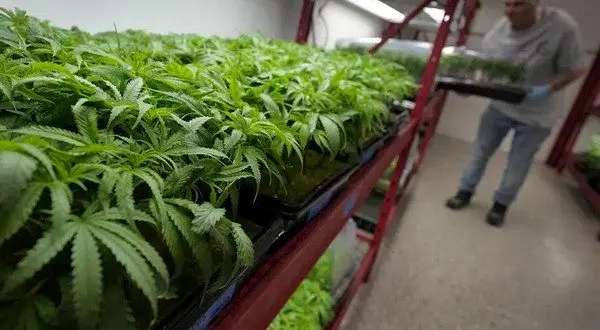 wireready_03-23-2026-12-20-06_06010_marijuanagrowing