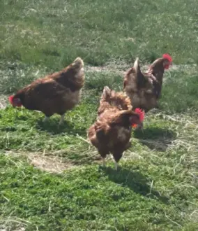 fb_img_1776804071017