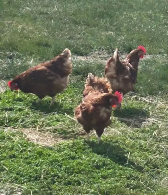 fb_img_1776804071017