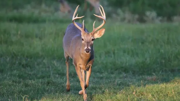 wireready_04-22-2026-10-40-34_08136_agfcdeer2