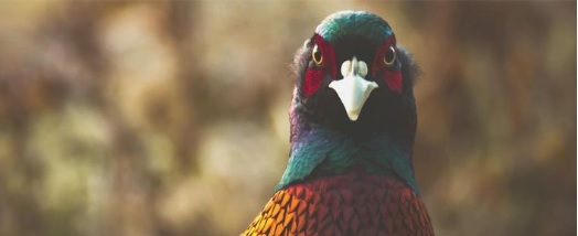 HEARTLAND REGION PHEASANTS FOREVER BANQUET 10/29 - Vimarsana News