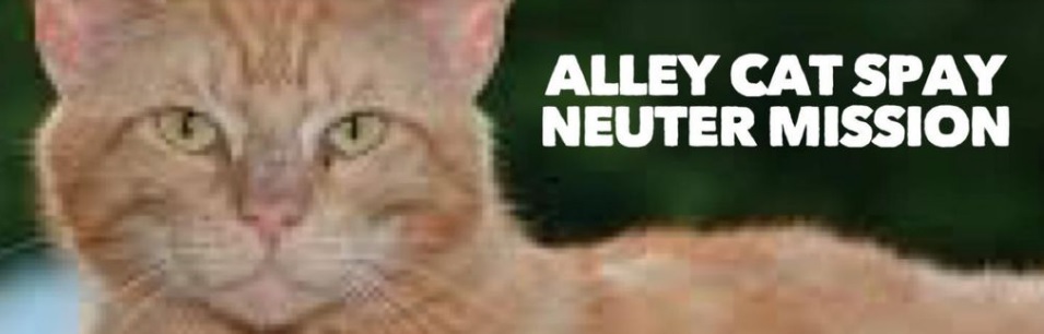 ALLEY CATS SPAY AND NEUTER MISSION IN AREA - Vimarsana News