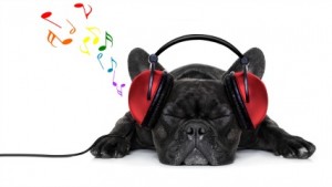 dog with headphones