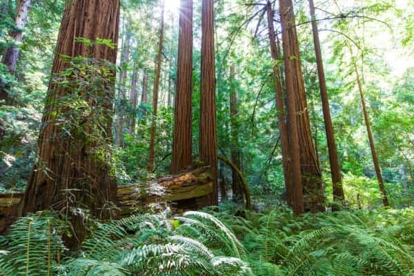 redwood-forest