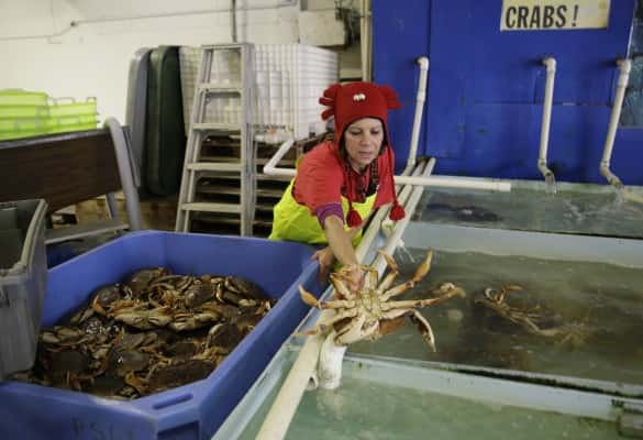 crab-season-opens-california