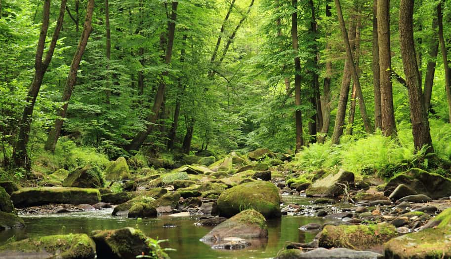 river-in-the-spring-forest