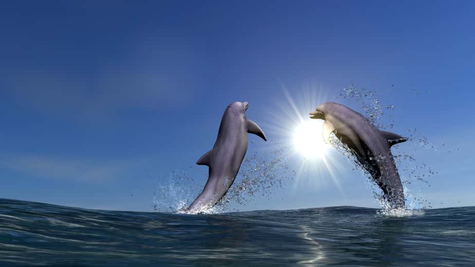 two-dolphins
