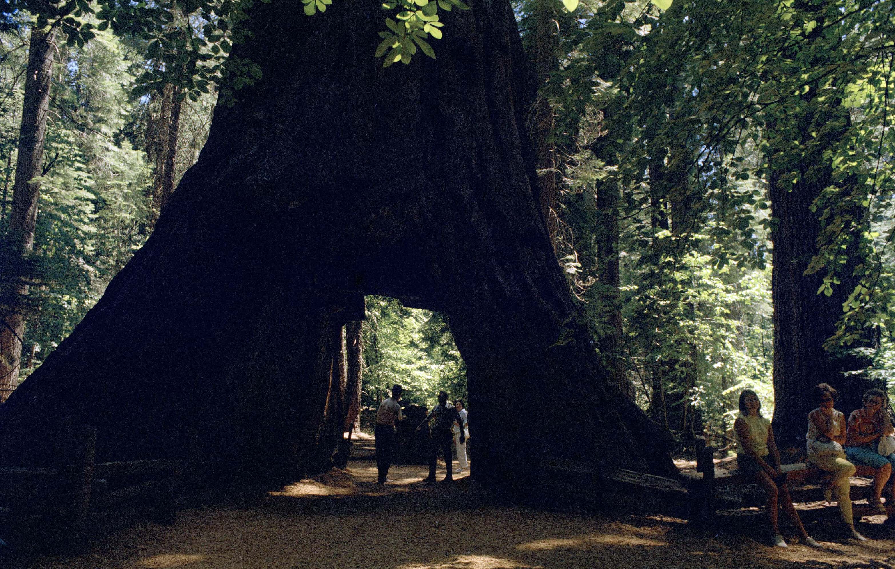 california-sequoias