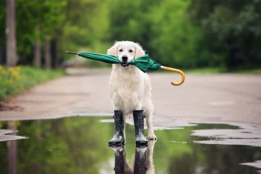 golden-retriever-dog-in-rain-boots-holding-an-umbrella